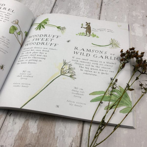 A picture of little guide to wild flower book